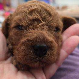 Boy 2 - Red male Cavapoo puppy in Knoxville, Tennessee from Shannan's Cavapoos