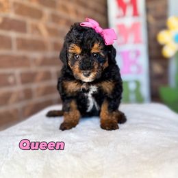 Queen - Phantom female Poodle puppy in West Haven, Utah from Split Mountain Doodles