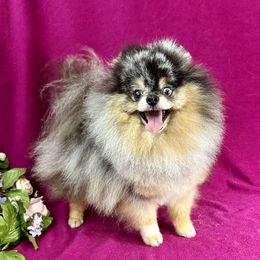 GUNNER - Pomeranian