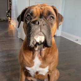 Roxy - Boxer