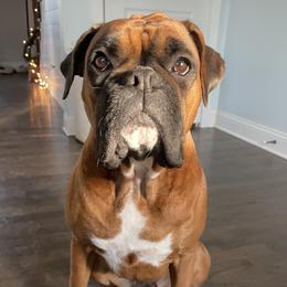 Roxy - Boxer