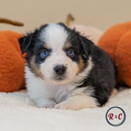 Dakota - Black tri female Miniature Australian Shepherd puppy in Buna, Texas from R & C Kennels