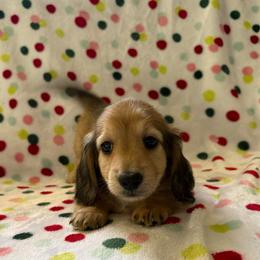 Shades - Cream male Dachshund puppy in Deland, Florida from Island Farms Dachshunds Florida