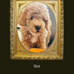 Cavapoo, Cockapoo, Goldendoodle, and Maltipoo Puppies from Perdue Puppies