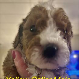 Polar - Yellow Collar Male - Parti male Goldendoodle puppy in Eunice, Louisiana from Maison De Pawz