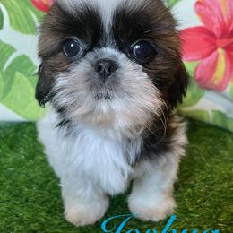 Shih Tzu Puppies from Aloha Shih Tzu