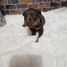 Eve - Chocolate and rust female Miniature Pinscher puppy in Baton Rouge, Louisiana from Pike's Pups