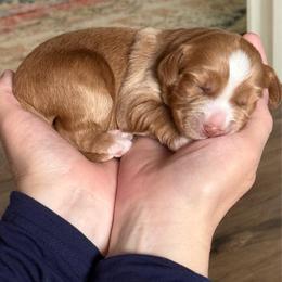 Prince - Gold male Australian Cobberdog puppy in Clancy, Montana from MountainAyres Australian Cobberdogs