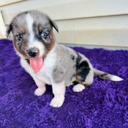 Champ - Blue merle male Australian Shepherd puppy in Charlotte, North Carolina from Awesome Aussies