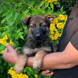 Dylan - Sable male German Shepherd puppy in San Antonio, Texas from CISCOK9