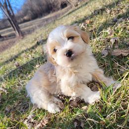 Toffee - Cream male Havanese puppy in Salesville, Ohio from RiverLynn