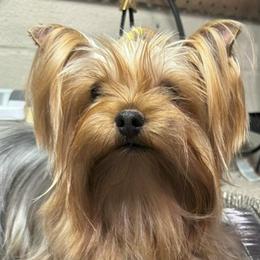 Didi - Yorkshire Terrier