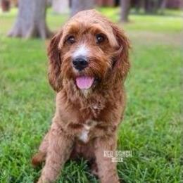 Winnie - Cavapoo