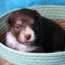 Betsy - Red tri-color female Australian Shepherd puppy in Springville, New York from RisingStar Australian Shepherds