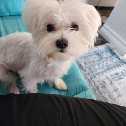 Lucky - Maltese