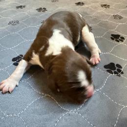 Girl 4 - Liver and white female English Springer Spaniel puppy in Findlay, Ohio from Flag City Springers