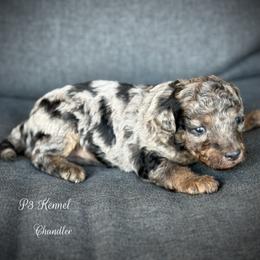 Chandler - Blue merle male Aussiedoodle puppy in Ivanhoe, Virginia from P3 Kennel