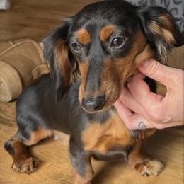 Josie - Dachshund