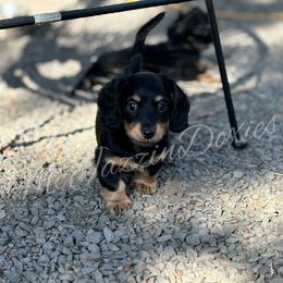 Dachshund Puppies from McJazzin Doxies