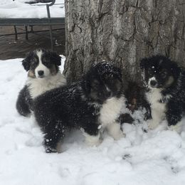 Australian Shepherd Puppies from Highline