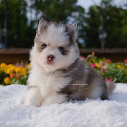 Adeline - Silver and white female Pomsky puppy in Loxahatchee, Florida from Cardinal Point Pomskies