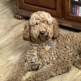 Winnie - Goldendoodle