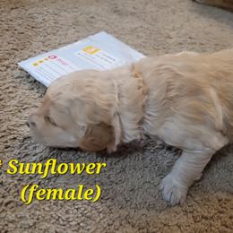 Goldendoodle Puppies from 3 Willows Goldendoodles