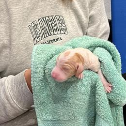 Sheepadoodle Puppies from BelovedSheepadoodles