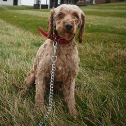 bella - Cavapoo