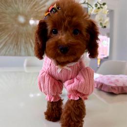 Romy - Red female Maltipoo puppy in Sugar Land, Texas from Celebrity Maltipoos
