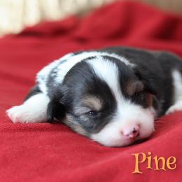 Pine Knot - Black and tan male Pembroke Welsh Corgi puppy in Karnack, Texas from Sureshot Corgis