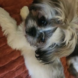 Khloe - Shih Tzu