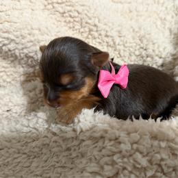 Pink - Boo - Chocolate and tan female Yorkshire Terrier puppy in Jacksonville, Florida from TLJ Choco Yorkie Love
