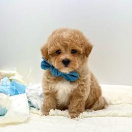 Milo - Apricot male Maltipoo puppy in Melissa, Texas from Southern Love Cavapoos & Maltipoos