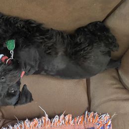 Charlie  - Miniature Schnauzer