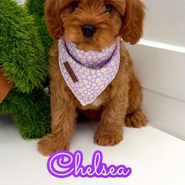 Chelsea - Red female Cavapoo puppy in Buford, Georgia from Petite Posh Puppies