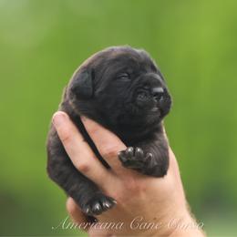 Girl 5 - Chestnut brindle female Cane Corso puppy in Cable, Ohio from Americana Cane Corso