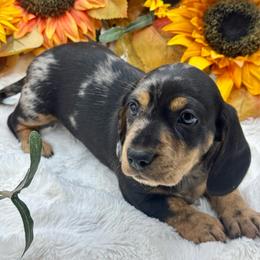 Korra - Dapple female Dachshund puppy in Exeter, California from Sawtooth Miniature Dachshunds