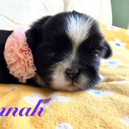 Hannah - Black and white female Shih Tzu puppy in Hemet, California from Aloha Shih Tzu