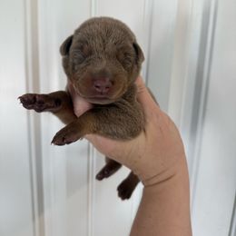Purple girl - Blue and rust female Doberman Pinscher puppy in Ludowici, Georgia from Royal Destiny Kennels