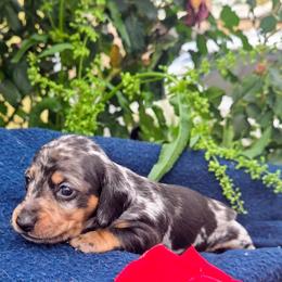 Girl 1 - Black and cream female Dachshund puppy in Roseville, California from Denver's Golden Dashies