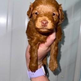 Pip - Red female Aussiedoodle puppy in Science Hill, Kentucky from Southern Paws Kennels