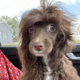 Dasha - Chinese Crested