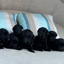 Male 1 - Black male Giant Schnauzer puppy in Wildomar, California from My Angel Schnauzers