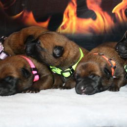 Belgian Malinois Puppies from Pyrex Kennels