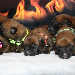 Belgian Malinois Puppies from Pyrex Kennels
