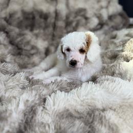 Durango - Parti male Poodle puppy in Ault, Colorado from The Peaks Premium Poodles