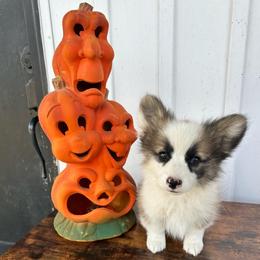 Creek - Sable male Pembroke Welsh Corgi puppy in Flat Rock, Alabama from Fluffy Butt Acres