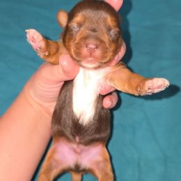 Chocolate M1 - Chocolate, tan and white male Yorkshire Terrier puppy in Lakeland, Florida from You Me & The Yorkies