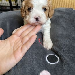 Cavalier King Charles Spaniel and Cavapoo Puppies from Larisa's Cavaliers